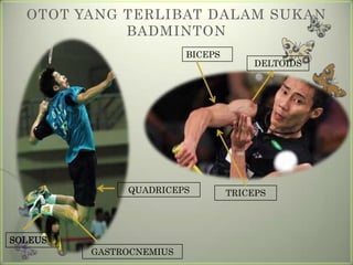 OTOT YANG TERLIBAT DALAM SUKAN
            BADMINTON
                         BICEPS
                                       DELTOIDS




              QUADRICEPS          TRICEPS




SOLEUS
         GASTROCNEMIUS
 