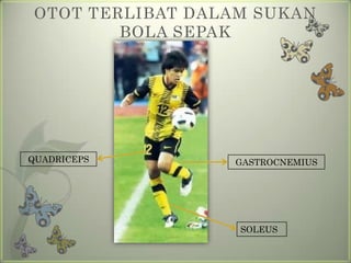 OTOT TERLIBAT DALAM SUKAN
        BOLA SEPAK




QUADRICEPS       GASTROCNEMIUS




                  SOLEUS
 