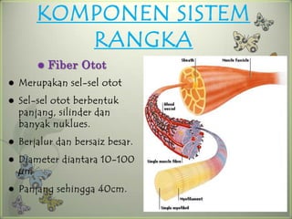 KOMPONEN SISTEM
           RANGKA
           Fiber Otot
   Merupakan sel-sel otot
   Sel-sel otot berbentuk
    panjang, silinder dan
    banyak nuklues.
   Berjalur dan bersaiz besar.
   Diameter diantara 10-100
    µm
   Panjang sehingga 40cm.
 