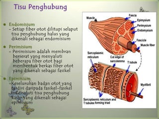 Tisu Penghubung

   Endomisium
    - Setiap fiber otot dilitupi selaput
     tisu penghubung halus yang
     dikenali sebagai endomisium
   Perimisium
    - Perimisium adalah membran
      berserat yang menyaluti
      beberapa fiber otot bagi
      membentuk berkas fiber otot
      yang dikenali sebagai fasikel
   Epimisium
    -Keseluruhan badan otot yang
     terdiri daripada fasikel-fasikel
     ini disaluti tisu penghubung
     kasar yang dikenali sebagai
     epimisium
 