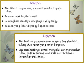 Tendon
   Tisu fiber kolagen yang melekatkan otot kepada
    tulang
   Tendon tidak begitu kenyal
   Ia menghasilkan daya ketegangan yang tinggi
   Tendon yang lebar di panggil aponeurosis



                                   Ligamen
               Tisu berfiber yang menyambungkan dua atau lebih
                tulang atau rawan yang boleh bergerak.
               Ligamen berfungsi untuk mengekal dan menetapkan
                tulang pada kedudukannya serta membolehkan
                pergerakan pada sendi.
 