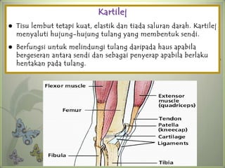 Kartilej
   Tisu lembut tetapi kuat, elastik dan tiada saluran darah. Kartilej
    menyaluti hujung-hujung tulang yang membentuk sendi.
   Berfungsi untuk melindungi tulang daripada haus apabila
    bergeseran antara sendi dan sebagai penyerap apabila berlaku
    hentakan pada tulang.
 