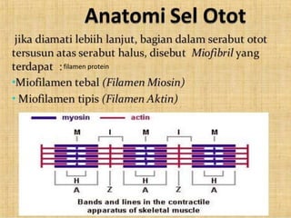 Sistem otot manusia | PPTX