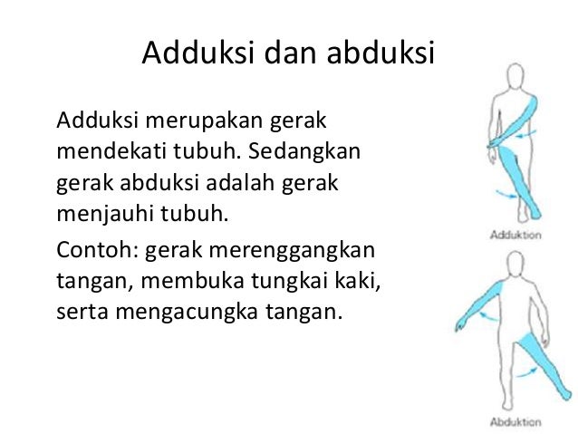 Sistem Otot Manusia