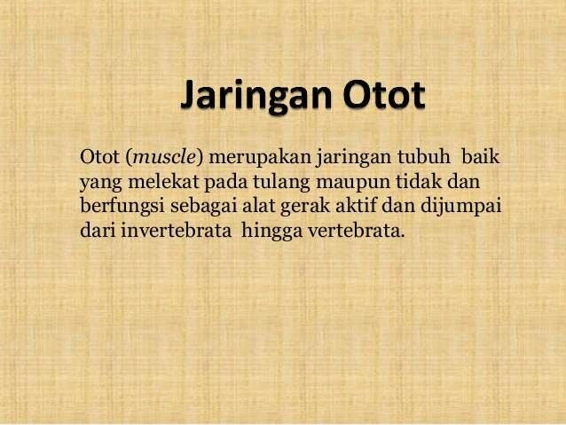 Sistem Otot Manusia
