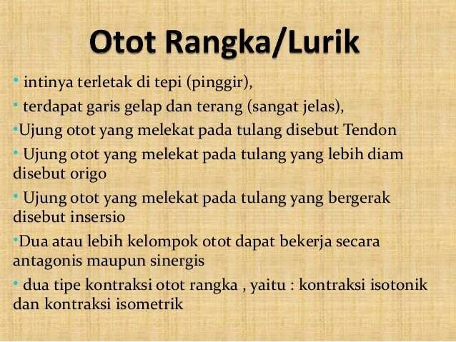 Sistem otot manusia