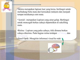 Sklera merupakan lapisan luar yang keras, berfungsi untuk melindungi bola mata dari kerusakan mekanis dan menjadi tempat melekatnya otot mata. koroid : merupakan Lapisan yang amat gelap. Berfungsi untuk mencegah berkas cahaya dipantulkan di sekeliling mata. Retina : Lapisan yang peka cahaya, titik dimana berkas cahaya diterima. Pada bagian retina terdapat  sel batang   dan  sel kerucut.  Saraf Optik :Mengirim informasi visual ke otak 