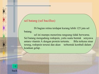 sel batang (sel bacillus) Di bagian retina terdapat kurang lebih 125 juta sel  batang. sel ini mampu menerima rangsang tidak berwarna.  Sel batang mengadung rodopsin, yaitu suatu bentuk  senyawa antara vitamin A dengan protein tertentu.  Bila terkena sinar terang, rodopsin terurai dan akan  terbentuk kembali dalam keadaan gelap . back 