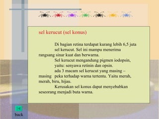 sel kerucut (sel konus) Di bagian retina terdapat kurang lebih 6,5 juta  sel kerucut. Sel ini mampu menerima  rangsang sinar kuat dan berwarna.  Sel kerucut mengandung pigmen iodopsin, yaitu: senyawa retinin dan opsin. ada 3 macam sel kerucut yang masing – masing  peka terhadap warna tertentu. Yaitu merah,  merah, biru, hijau.  Kerusakan sel konus dapat menyebabkan  seseorang menjadi buta warna.  back 