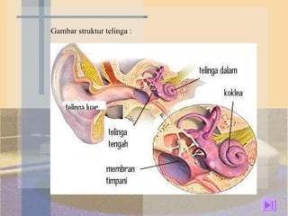 Gambar struktur telinga : 