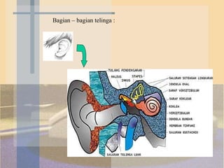 Bagian – bagian telinga : 