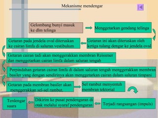 Mekanisme mendengar  Gelombang bunyi masuk ke dlm telinga  Menggetarkan gendang telinga Getaran ini akan diteruskan oleh ketiga tulang dengar ke jendela oval  Getaran pada jendela oval diteruskan  ke cairan limfa di saluran vestibulum  Getaran cairan tadi akan menggerakkan membran Reissmer dan menggetarkan cairan limfa dalam saluran tengah   Getaran membran tektorial dan membran basiler akan menekan sel sensori pada organ Korti dan kemudian menghasilkan impuls yang akan dikirim ke pusat pendengar di dalam otak melalui saraf pendengaran.  Perpindahan getaran cairan limfa di dalam saluran tengah menggerakkan membran basiler yang dengan sendirinya akan menggetarkan cairan dalam saluran timpani Getaran pada membran basiler akan  menggerakkan sel-sel rambut. Sel rambut menyentuh  membran tektorial  Terjadi rangsangan (impuls) Dikirim ke pusat pendengaran di otak melalui syaraf pendengaran  Terdengar suara 