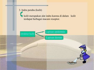 3. Indra peraba (kulit) struktur kulit  Lapisan epidermis Lapisan dermis  kulit merupakan alat indra karena di dalam  kulit terdapat berbagai macam reseptor. 