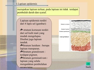 1.Lapisan epidermis back Lapisan epidermis terdiri dari 4 lapis sel (gambar):  stratum korneum terdiri dari sel kulit mati yang mudah mengelupas. Disebut juga lapisan tanduk. Stratum lusidum : berupa lapisan transparan. Stratum granulosum : terdapat pigmen. Stratum germinativum : lapisan yang selalu mengadakan pembelahan secara terus merupakan lapisan terluar, pada lapisan ini tidak  terdapat pembuluh darah dan syaraf.  