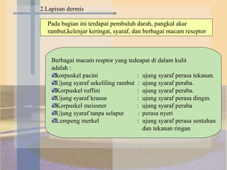 2.Lapisan dermis Pada bagian ini terdapat pembuluh darah, pangkal akar rambut,kelenjar keringat, syaraf, dan berbagai macam reseptor Berbagai macam resptor yang tedeapat di dalam kulit  adalah :  korpuskel pacini   : ujung syaraf perasa tekanan. Ujung syaraf sekeliling rambut  : ujung syaraf peraba. Korpuskel ruffini    : ujung syaraf peraba. Ujung syaraf krause   : ujung syaraf perasa dingin. Korpuskel meissner   : ujung syaraf peraba Ujung syaraf tanpa selaput  : perasa nyeri Lempeng merkel   : ujung syaraf perasa sentuhan  dan tekanan ringan 