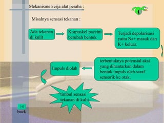 Mekanisme kerja alat peraba : Misalnya sensasi tekanan : Ada tekanan di kulit Korpuskel paccini berubah bentuk Terjadi depolarisasi yaitu Na+ masuk dan K+ keluar.  terbentuknya potensial aksi yang dihantarkan dalam bentuk impuls oleh saraf sensorik ke otak.  Impuls diolah timbul sensasi tekanan di kulit  back 