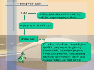 4. Indra perasa (lidah)  Lidah  Lidah mempunyai reseptor khusus yang berkaitan dengan rangsangan kimia.  organ yang tersusun dari otot  Struktur lidah  Permukaan lidah dilapisi dengan lapisan epitelium yang banyak mengandung kelenjar lendir, dan reseptor pengecap berupa tunas pengecap. Tunas pengecap terdiri atas sekelompok sel sensori yang mempunyai tonjolan seperti rambut. 