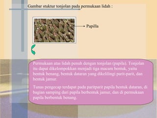 Gambar stuktur tonjolan pada permukaan lidah : Papilla  Permukaan atas lidah penuh dengan tonjolan (papila). Tonjolan itu dapat dikelompokkan menjadi tiga macam bentuk, yaitu bentuk benang, bentuk dataran yang dikelilingi parit-parit, dan bentuk jamur.  Tunas pengecap terdapat pada paritparit papila bentuk dataran, di bagian samping dari papila berbentuk jamur, dan di permukaan papila berbentuk benang. 