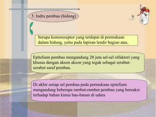 berupa kemoreseptor yang terdapat di permukaan dalam hidung, yaitu pada lapisan lendir bagian atas. Epitelium pembau mengandung 20 juta sel-sel olfaktori yang khusus dengan akson akson yang tegak sebagai serabut-serabut saraf pembau.  Di akhir setiap sel pembau pada permukaan epitelium mengandung beberapa rambut-rambut pembau yang bereaksi terhadap bahan kimia bau-bauan di udara  5. Indra pembau (hidung) 