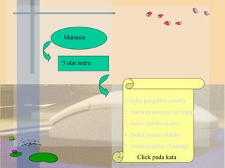 Manusia  5 alat indra 1.Indra penglihat (mata) 2. Indra pendengar (telinga) 3. Indra peraba (kulit) 4. Indra perasa (lidah) 5. Indra pembau (hidung) Click pada kata 