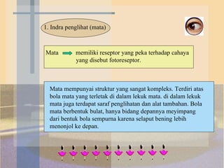 1. Indra penglihat (mata) Mata  memiliki reseptor yang peka terhadap cahaya    yang disebut fotoreseptor. Mata mempunyai struktur yang sangat kompleks. Terdiri atas bola mata yang terletak di dalam lekuk mata. di dalam lekuk mata juga terdapat saraf penglihatan dan alat tambahan. Bola mata berbentuk bulat, hanya bidang depannya meyimpang dari bentuk bola sempurna karena selaput bening lebih menonjol ke depan. 