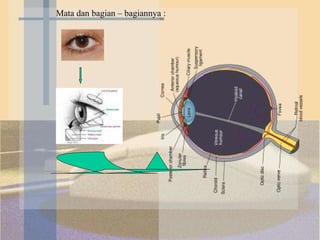 Mata dan bagian – bagiannya : 