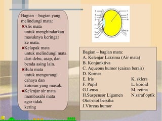 Bagian – bagian yang melindungi mata: Alis mata untuk menghindarkan masuknya keringat ke mata. Kelopak mata untuk melindungi mata dari debu, asap, dan benda asing lain. Bulu mata untuk mengurangi  cahaya dan kotoran yang masuk. Kelenjar air mata membasahi mata  agar tidak kering Bagian – bagian mata:  A. Kelenjar Lakrima (Air mata) B. Konjunktiva  C. Aqueous humor (cairan berair) D. Kornea E. Iris  K. sklera F. Pupil   L. koroid G.Lensa   M. retina H.Suspensor Ligamen  N.saraf optik Otot-otot bersilia  J.Vitreus humor 