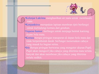 Kelenjar Lakrima   menghasilkan air mata untuk  membasahi mata. Konjunktiva  merupakan lapisan membran tipis berfungsi untuk melindungi kornea dari gesekan. Aqueus humor   berfungsi untuk menjaga bentuk   kantong depan bola mata. Kornea   berupa piringan transparan di depan bola mata dan tidak berpembuluh darah. berfungsi meneruskan cahaya yang masuk ke bagian retina.   Iris   Berupa piringan berwarna yang mengatur ukuran Pupil. Pupil akan mengecil jika cahaya yang diterima mata terlalu banyak dan akan membesar jika cahaya yang diterima terlalu sedikit. 