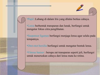 Pupil   :Lubang di dalam Iris yang dilalui berkas cahaya.  Lensa  berbentuk transparan dan lunak, berfungsi untuk mengatur fokus citra penglihatan. Suspensor ligamen  berfungsi menjaga lensa agar selalu pada tempatnya. Otot-otot bersilia  berfungsi untuk mengatur bentuk lensa. Vitreus humor  : berupa zat transparan seperti jeli, berfungsi untuk meneruskan cahaya dari lensa mata ke retina. 