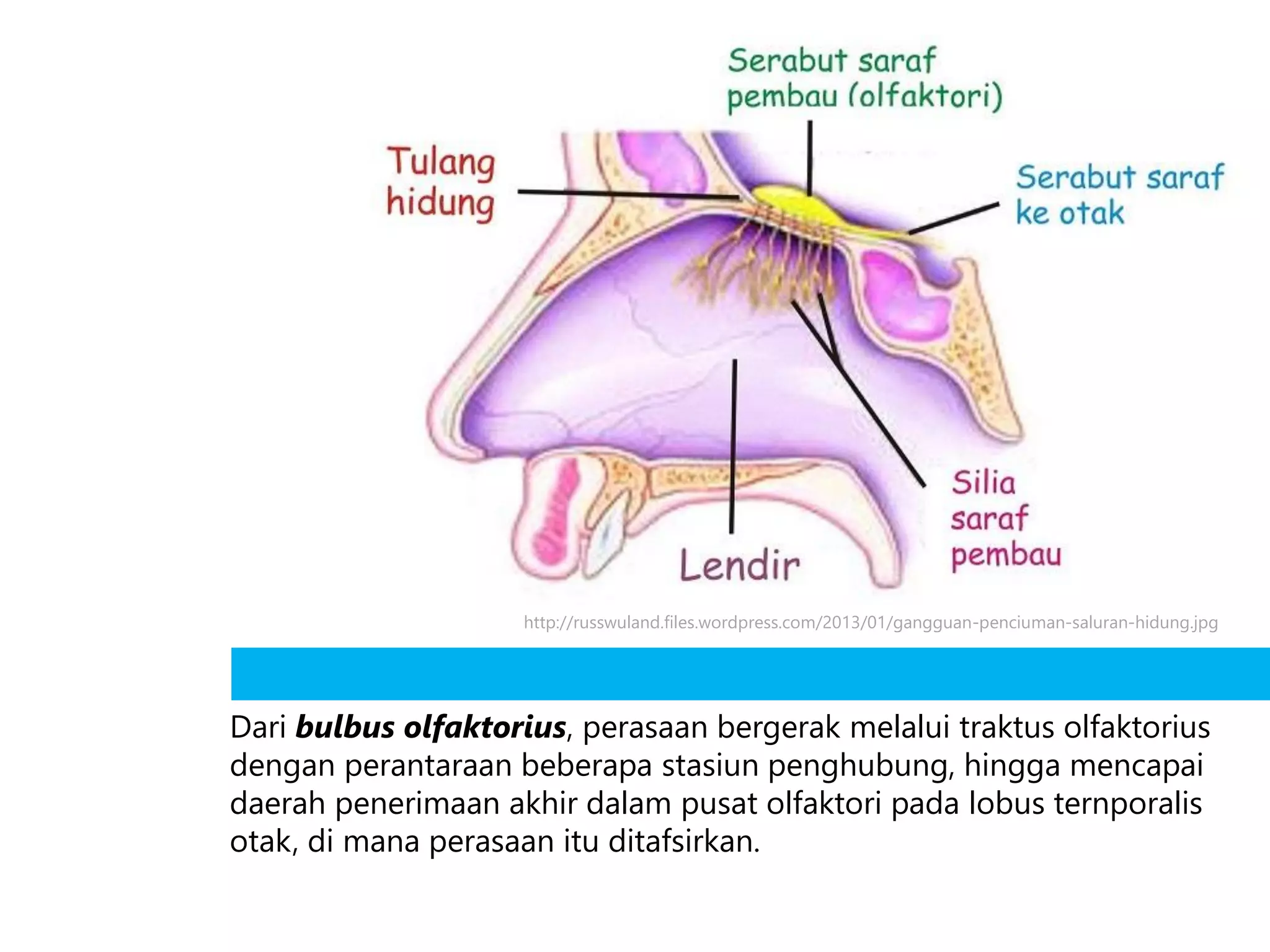 Sistem Pancaindera | PDF