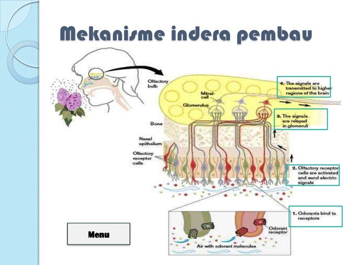 Sistem panca indera mata dan hidung (29)