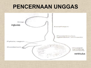 96 Gambar Sistem Pencernaan Unggas Gratis