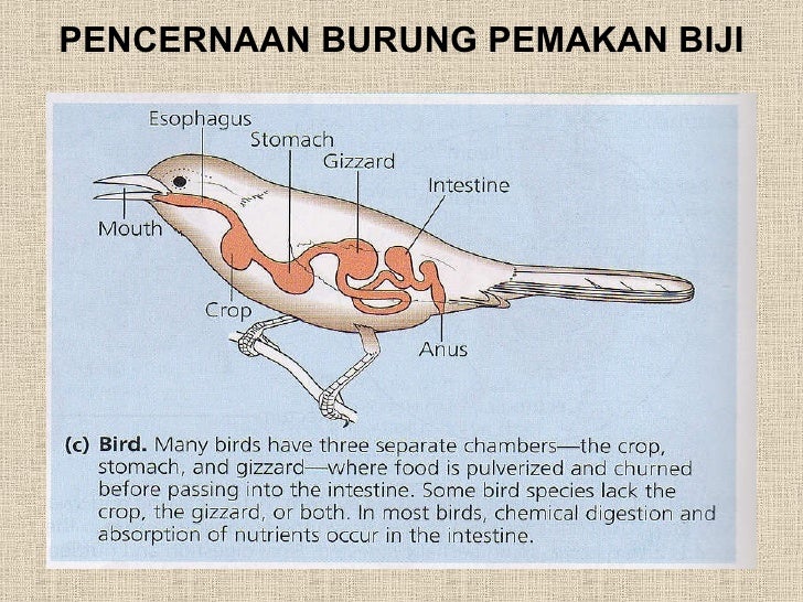 Sistem pencernaan Sistem pencernaan