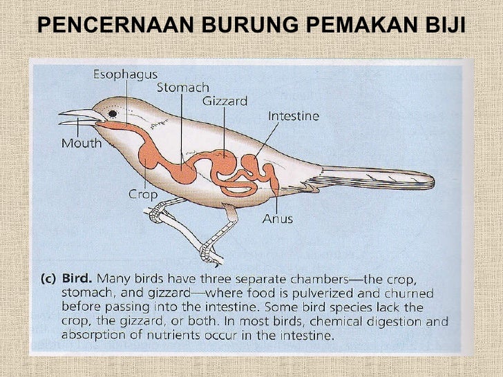  Sistem  pencernaan 