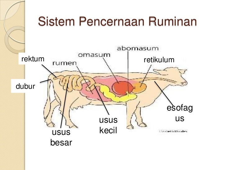 Spn F5 Sistem Pencernaan Ppt