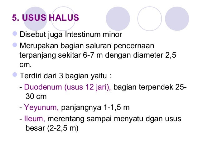 Anfis Sistem Pencernaan