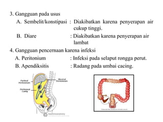 Sistem Pencernaan Manusia [Biologi] | PPTX