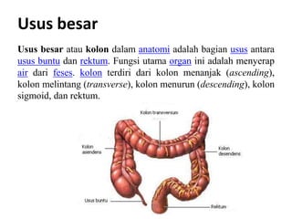 Sistem Pencernaan Manusia [Biologi] | PPTX