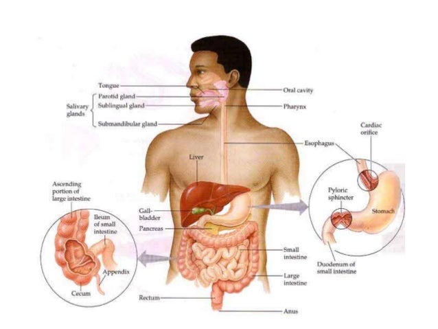 Organ Penyusun Sistem Pencernaan Makanan