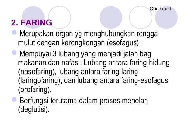 Sistem Pencernaan 3