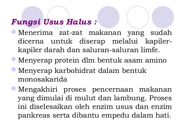 Sistem Pencernaan 3