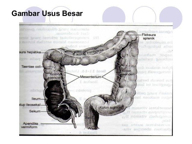 Sistem Pencernaan 3