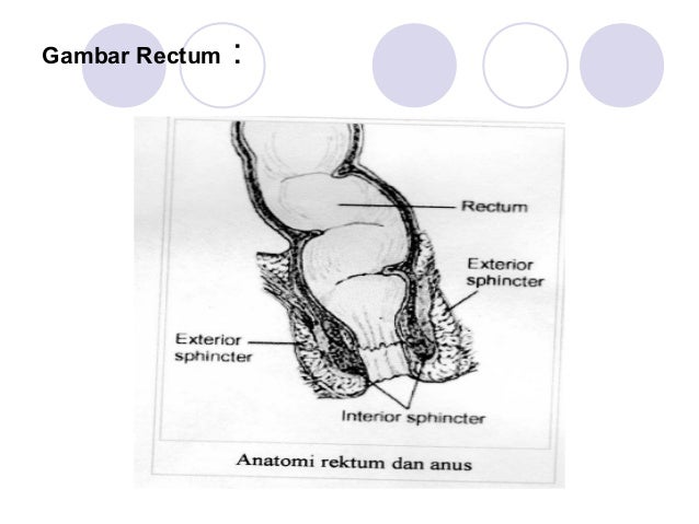 Sistem Pencernaan 3
