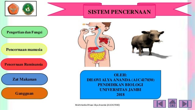 Sistem Pencernaan Dhawi
