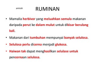 Sistem pencernaan haiwan ruminan dan rodensia