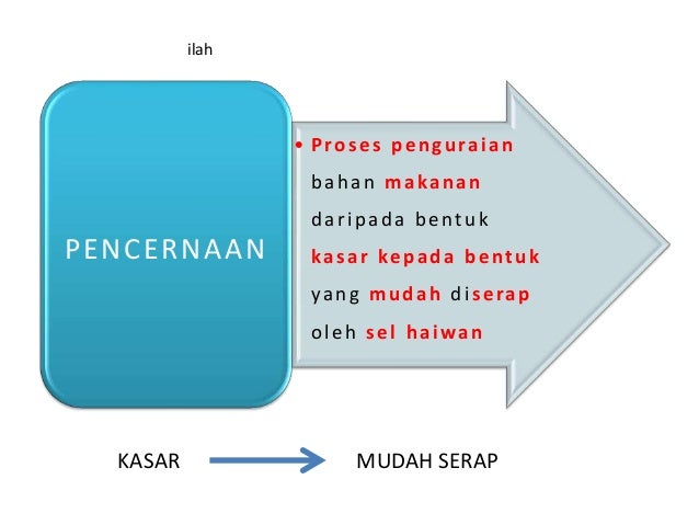 Sistem pencernaan haiwan ruminan dan rodensia