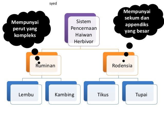 Sistem Pencernaan Haiwan Ruminan Dan Rodensia