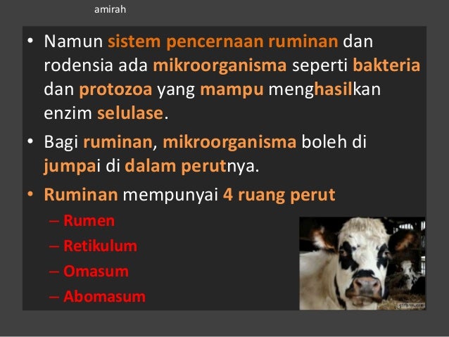 Sistem pencernaan haiwan ruminan dan rodensia
