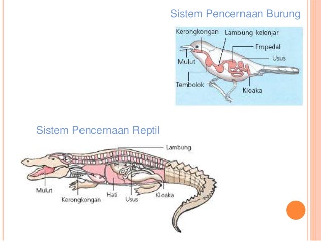  Sistem  pencernaan  hewan 