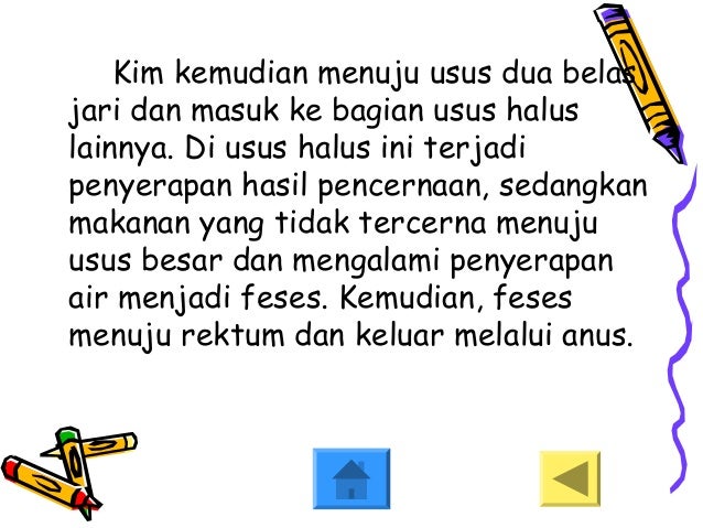 Sistem Pencernaan Hewan Ruminansia